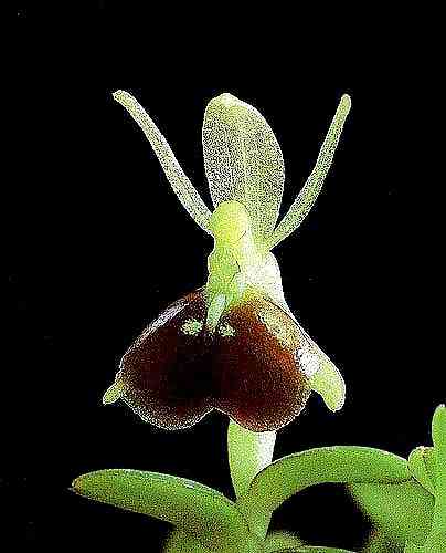 Epidendrum porpax